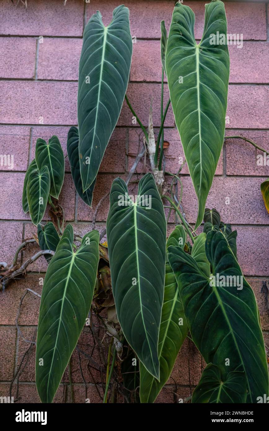 Longues feuilles vertes de philodendron noir-or sur fond de mur de briques rouges Banque D'Images