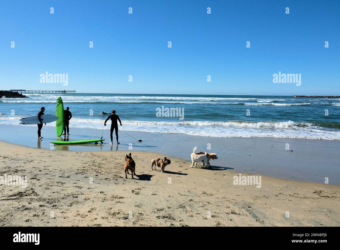 L'original Dog Beach à San Diego, en Californie, est célèbre dans tout le pays et l'une des premières plages officielles sans laisse aux États-Unis ; surfeurs. Banque D'Images