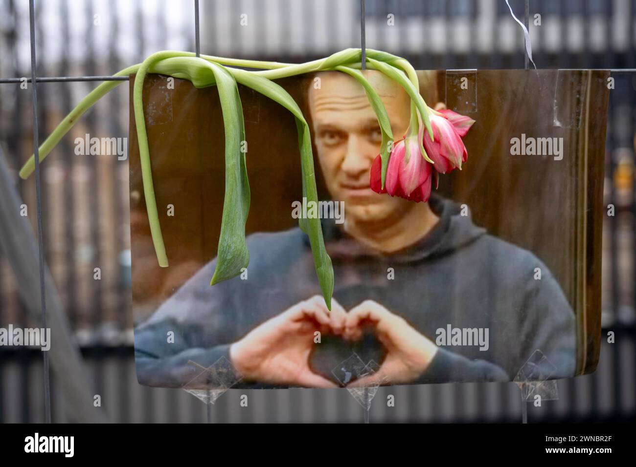 Vienne, Vienne, Autriche. 1er mars 2024. Les partisans de Navalny laissent des fleurs et des hommages à l'occasion des funérailles de Navalny devant l'ambassade de Russie à Vienne, en Autriche. (Crédit image : © Andreas Stroh/ZUMA Press Wire) USAGE ÉDITORIAL SEULEMENT! Non destiné à UN USAGE commercial ! Banque D'Images