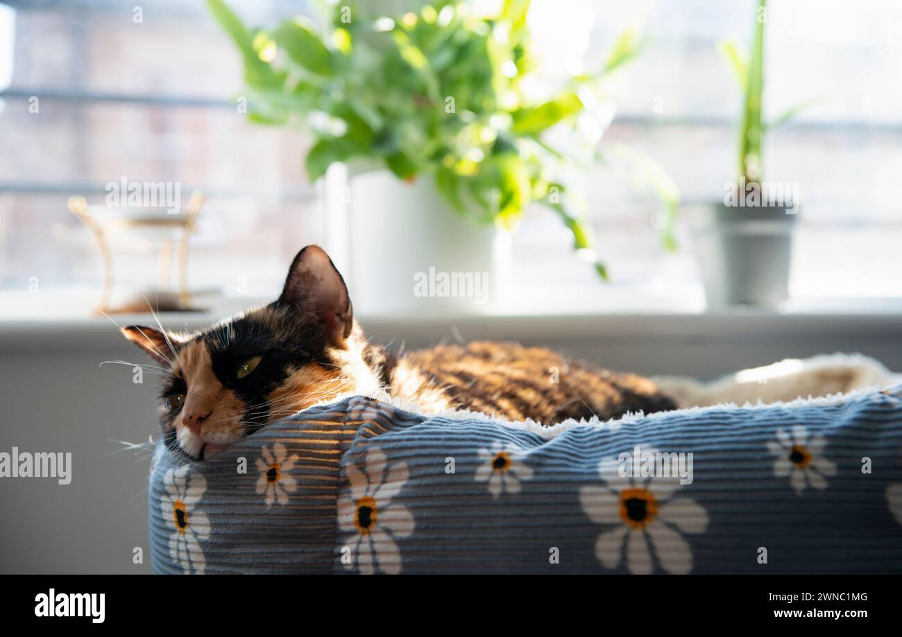 Paresseux peut profiter d'une sieste au soleil chaud Banque D'Images