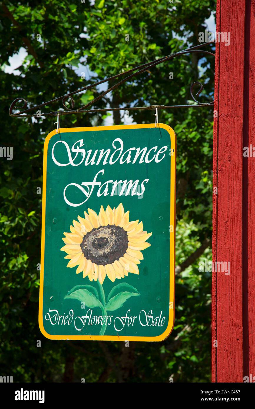 De Ferme, Sundance Lavender Farm, Salem, Oregon Banque D'Images