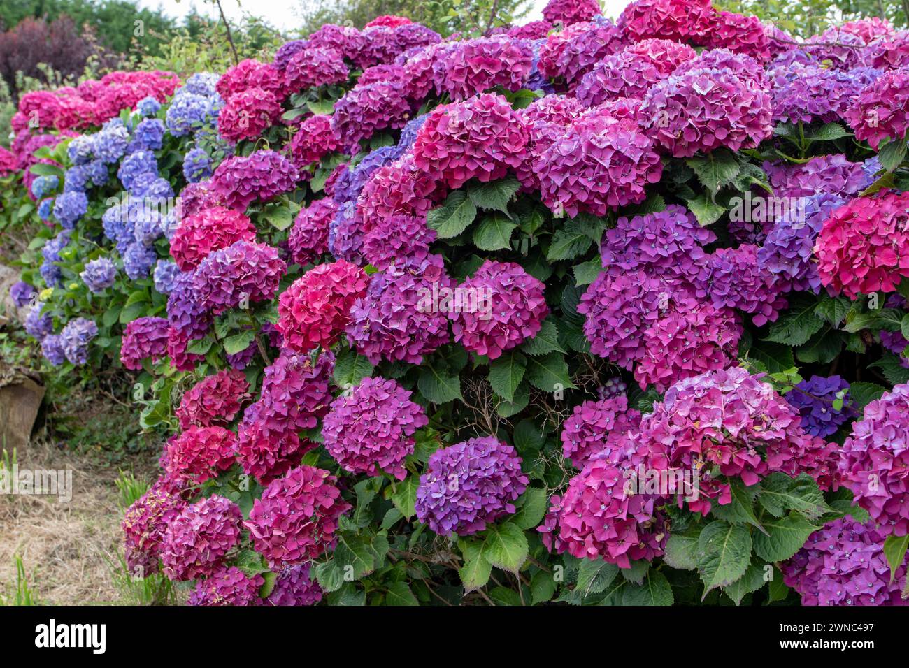 Plantes à fleurs violet foncé et bleu hortensia macrophylla dans le jardin. Fleurs d'Hortensia. Banque D'Images