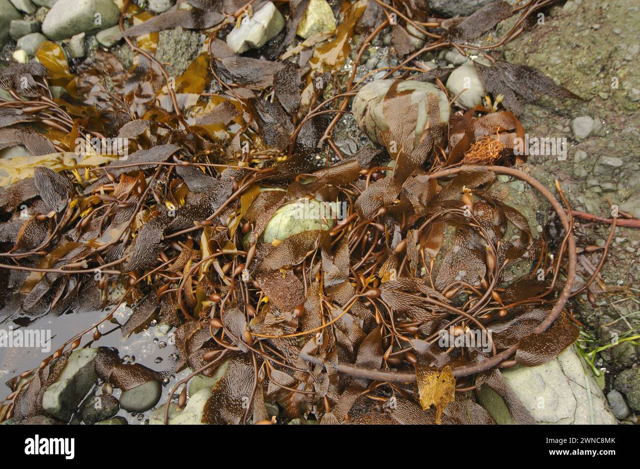 Varech à Shi Shi Beach, Olympic National Park, Shi Shi Beach État de Washington, États-Unis Banque D'Images