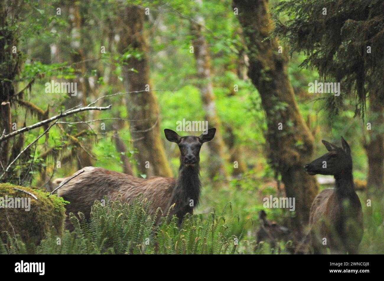 Wapitis Roosevelt Cervus elaphus vaches dans la forêt tropicale du parc national olympique de la rivière Quinault Péninsule Olympique Washington Banque D'Images