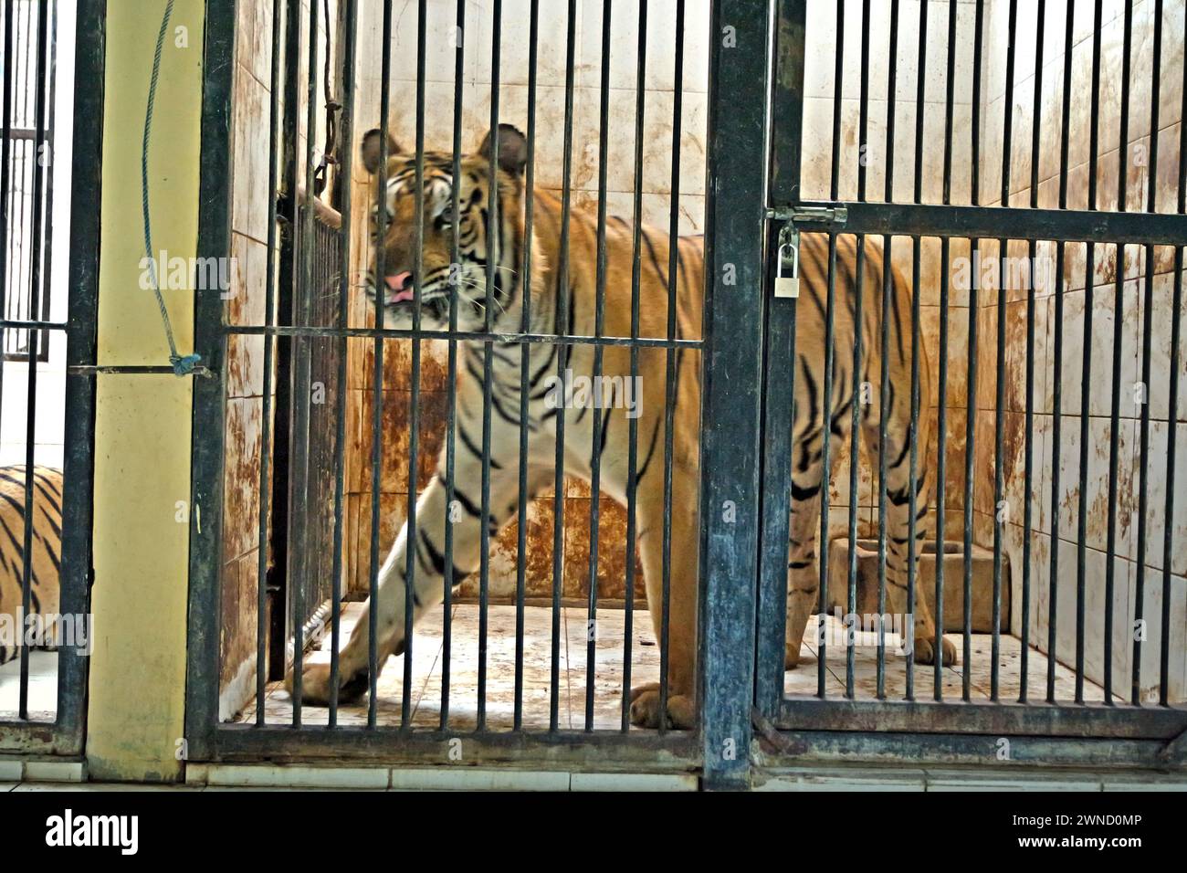 Tigre du Bengale (Panthera tigris tigris) dans un enclos vétérinaire géré par le zoo de Bali, qui est situé à Singapadu, Sukawati, Gianyar, Bali, Indonésie. Banque D'Images