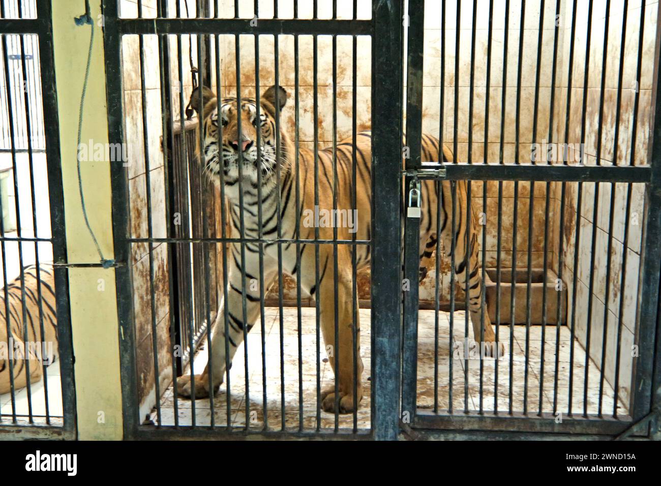 Tigre du Bengale (Panthera tigris tigris) dans un enclos vétérinaire géré par le zoo de Bali, qui est situé à Singapadu, Sukawati, Gianyar, Bali, Indonésie. Banque D'Images