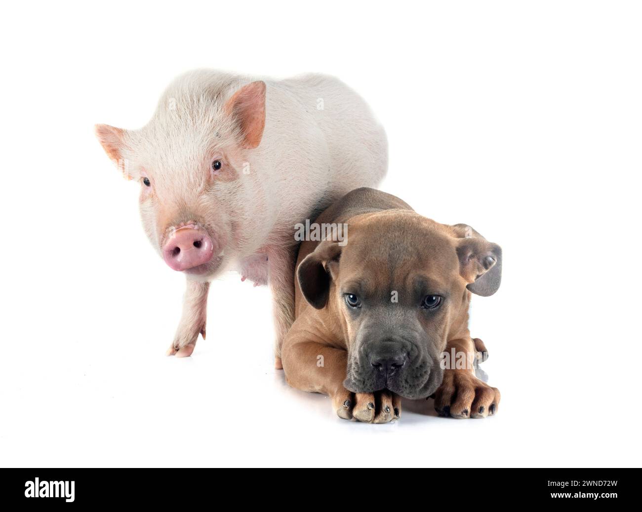 chiot italien mastiff et cochon devant fond blanc Banque D'Images