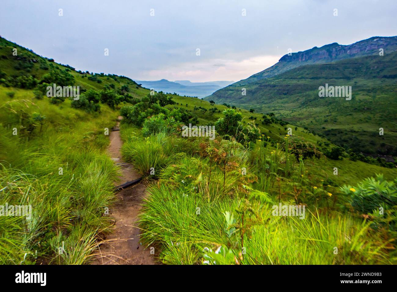Sentier menant à travers l'herbe verte d'été des prairies Afromontane des montagnes Drakensberg en Afrique du Sud. Les montagnes Drakensberg pour Banque D'Images