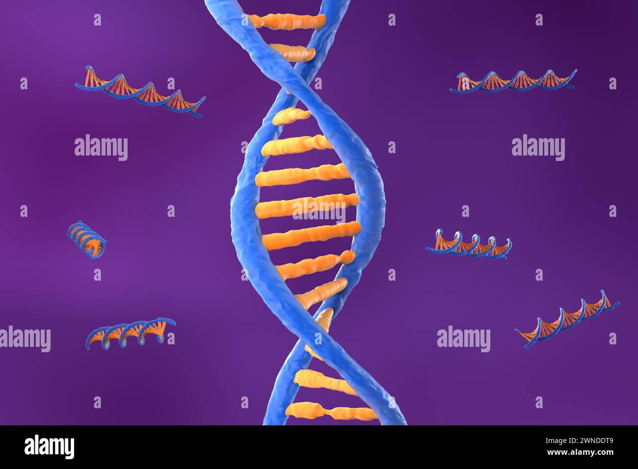 Molécule d'ADN avec la double spirale polynucléotidique - vue isométrique illustration 3D. Banque D'Images