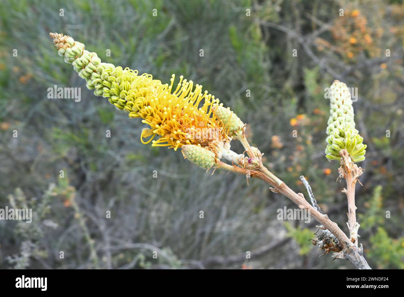 Grevillea eriostachya, également connu sous le nom de grevillea de flamme Banque D'Images