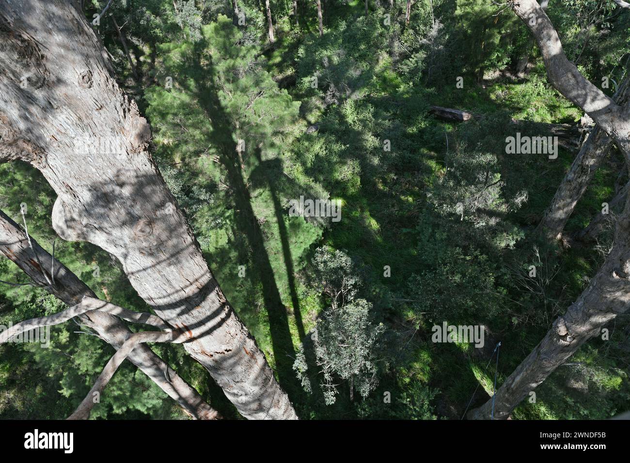 Promenade au sommet des arbres dans la Vallée des géants à Walpole-Nornalup NP, WA Banque D'Images