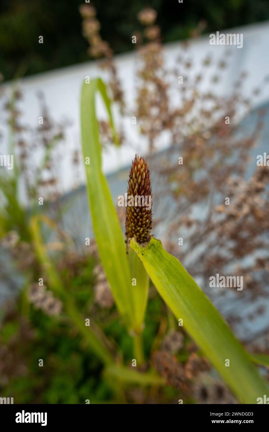 Gros plan de la plante de millet perlé (Kambu) dans les ménages indiens : variété de millet largement cultivée, vue macro des bourgeons et des feuilles Banque D'Images