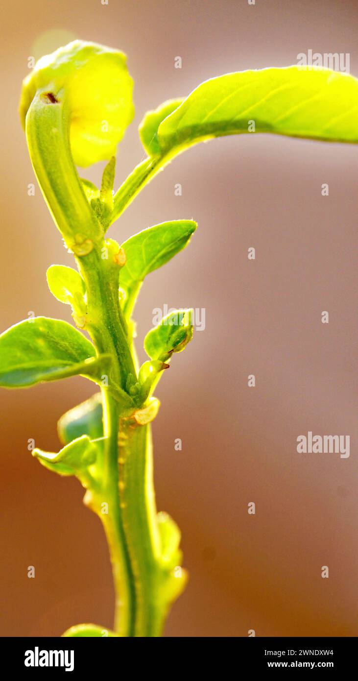 Germes de basilic dans un pot pour les arrière-plans Banque D'Images