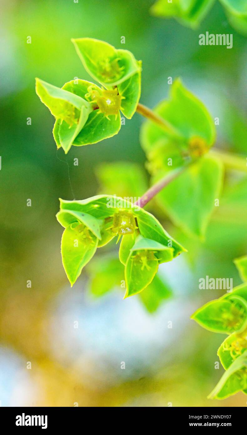 Euphorbia pulcherrima ou plante de Noël sur fond blanc Banque D'Images