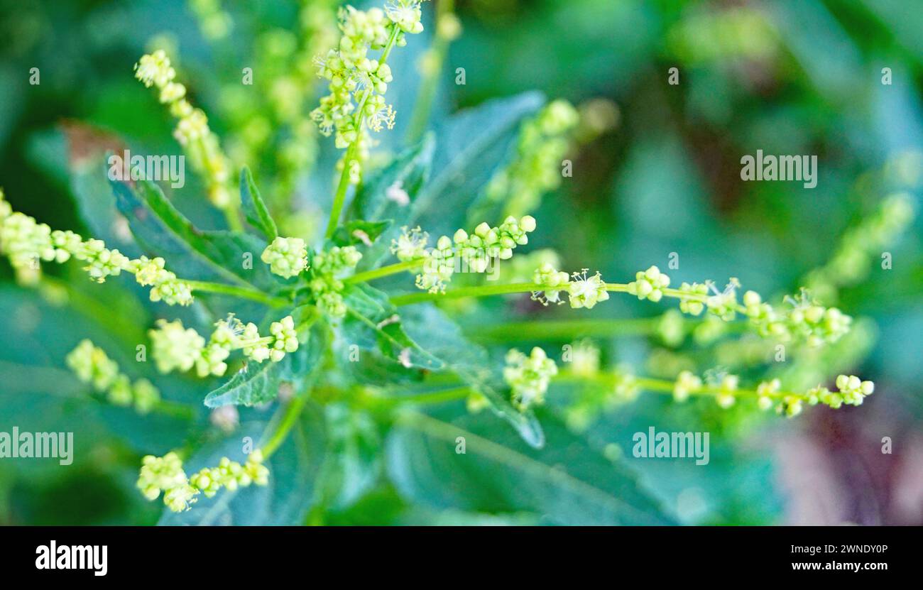 Mercurialis annua en la Montaña de El Vendrell, Tarragone, Catalunya, España, Europa Banque D'Images