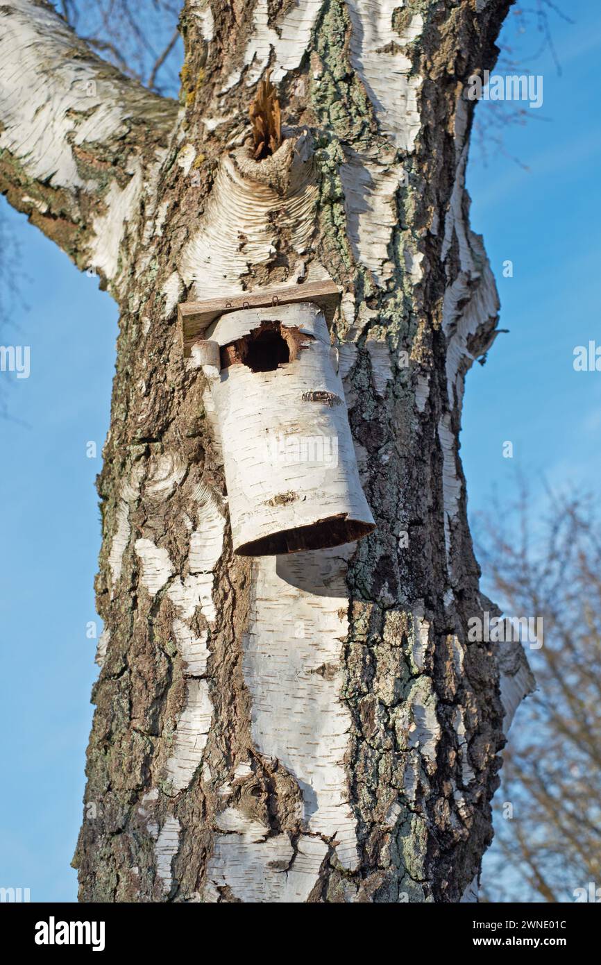 Bouleau, arbre et gros plan sur Birdhouse dans la nature, parc ou bois avec ciel bleu et conservation de l'environnement. Bois, boîte et bricolage abri naturel pour Banque D'Images