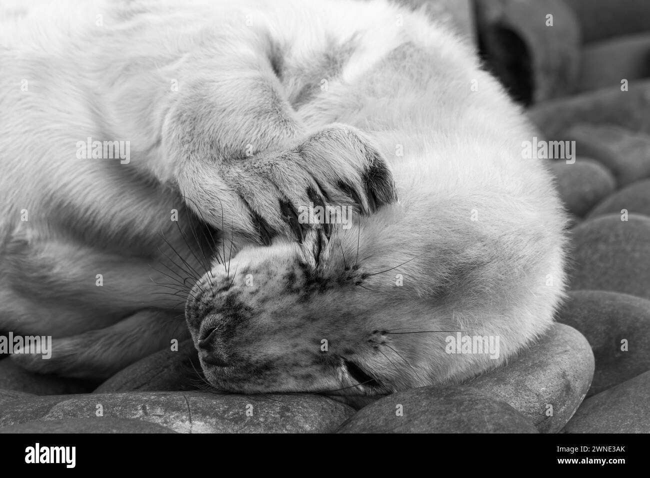 Les chiots phoques gris nouveau-nés attendent le retour de leur mère pour les nourrir. Trouvé sur une plage dans Berwickshire, Écosse, Royaume-Uni Banque D'Images