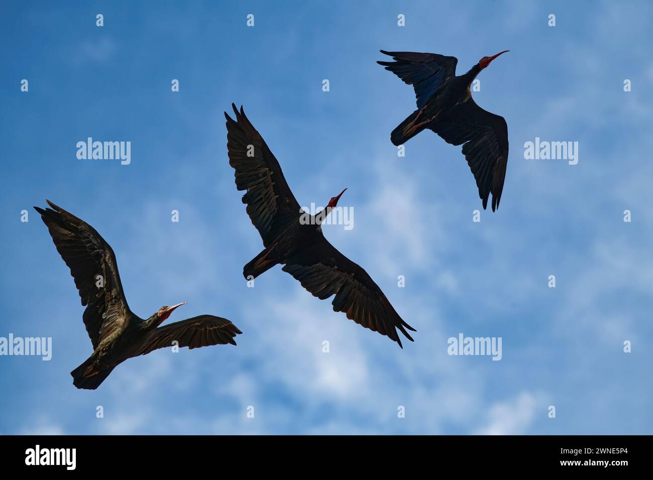 Flying Northern Bald Ibis, Geronticus eremita, Turquie Banque D'Images