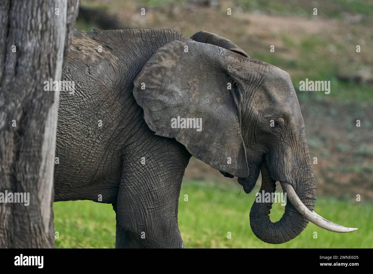 Éléphant d'Afrique (Loxodonta africana) émergeant de derrière un arbre dans le parc national de South Luangwa, Zambie Banque D'Images