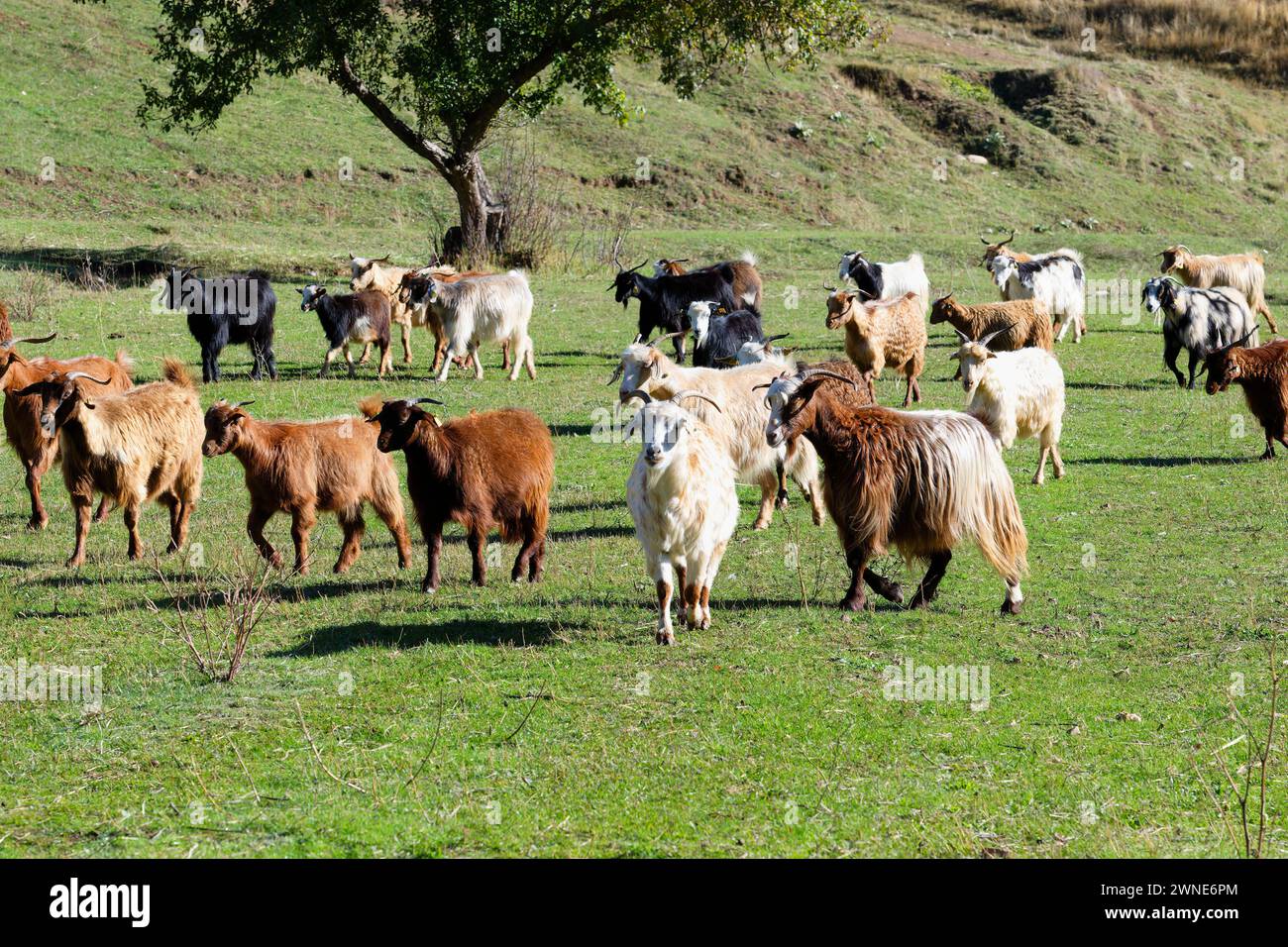 Troupeau d'ovins et de caprins, Anatolie, Turquie Banque D'Images