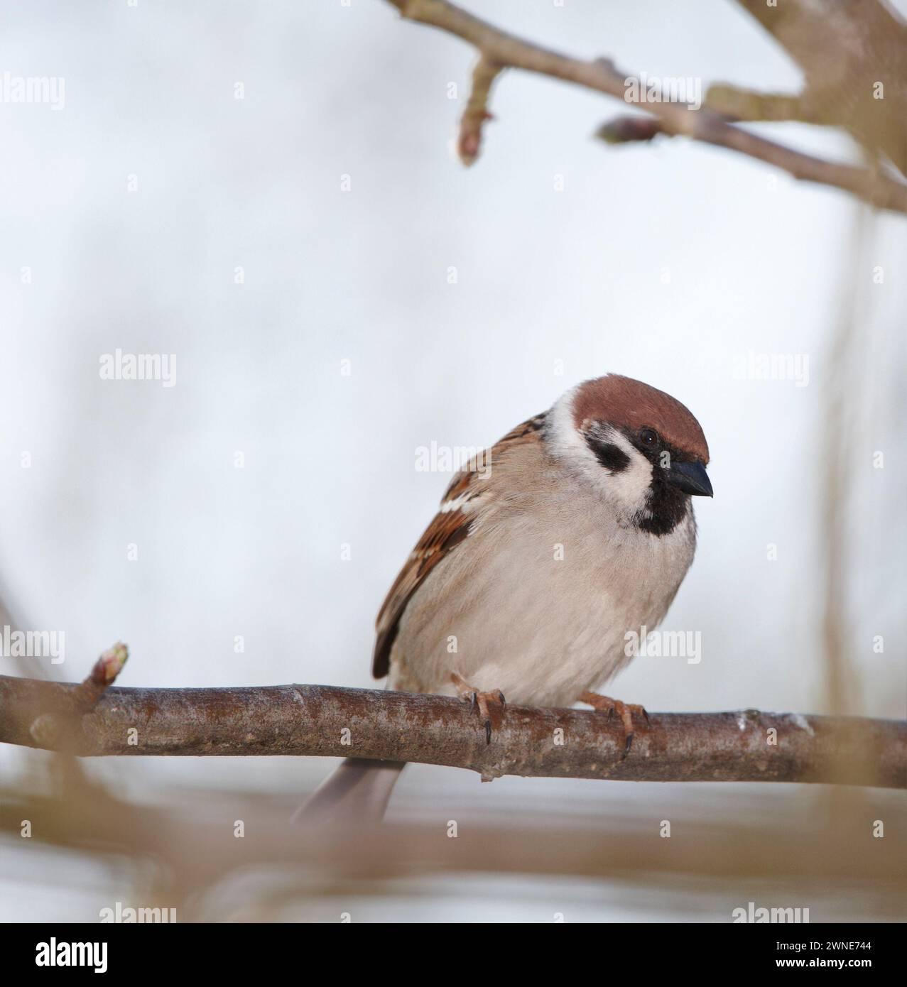 Oiseau, arbre moineau, faune et ciel avec animal, équilibre et plume pour le repos avec macro photographie. Jardin, automne et gros plan eurasien dans la nature Banque D'Images