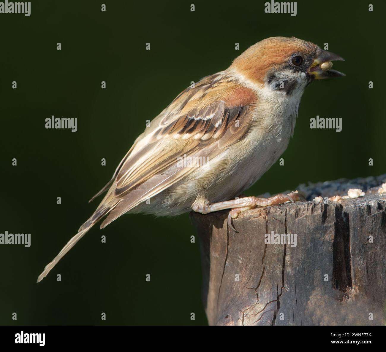 Moineau d'arbre eurasien, nature et graine avec oiseau, équilibre et plume pour le repos avec photo macro. Jardin, automne et saison avec gros plan, faune Banque D'Images