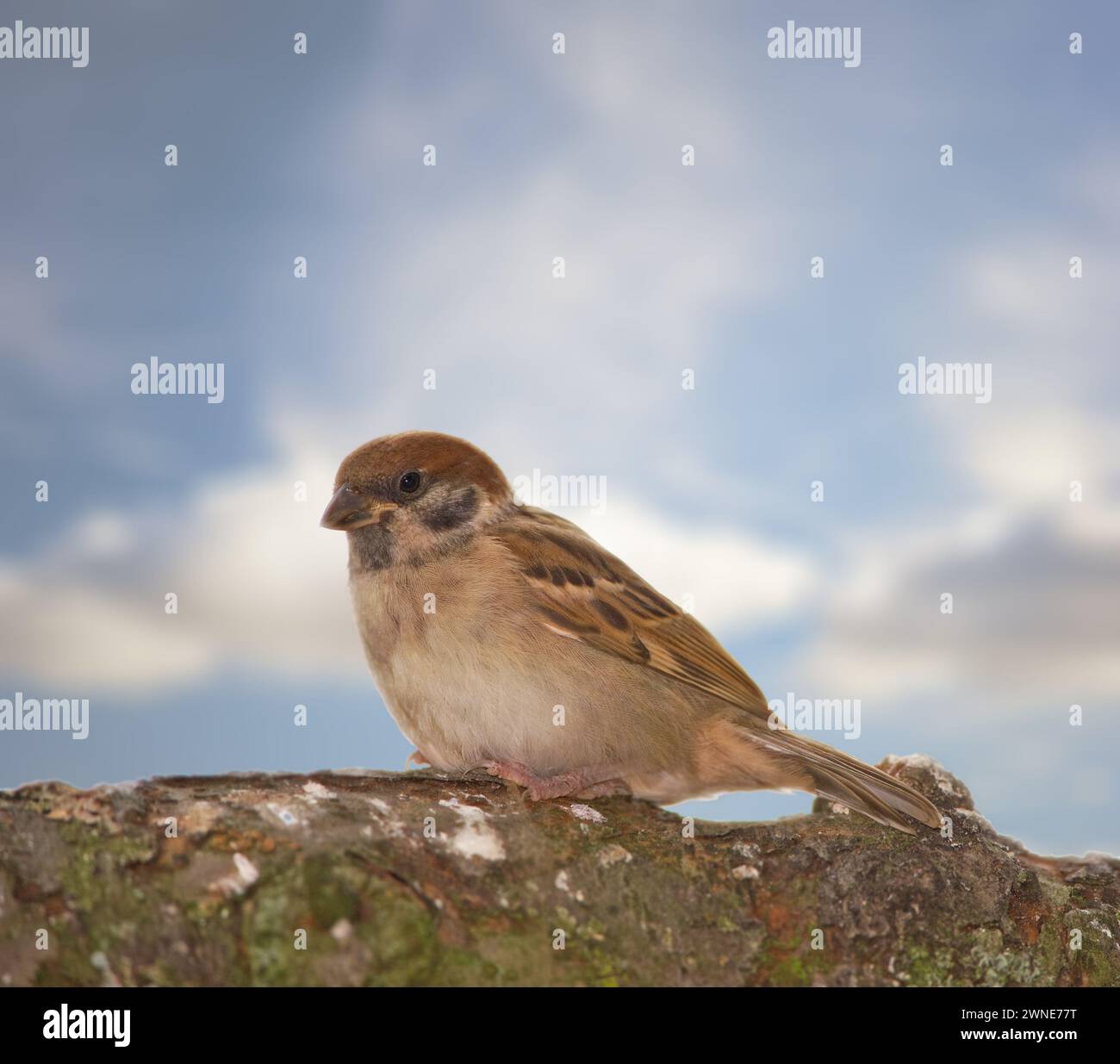 Arbre de jardin moineau, oiseau et branche avec la nature, l'équilibre et la plume pour le repos avec l'ornithologie. Eurasien, automne et saison avec gros plan, faune Banque D'Images