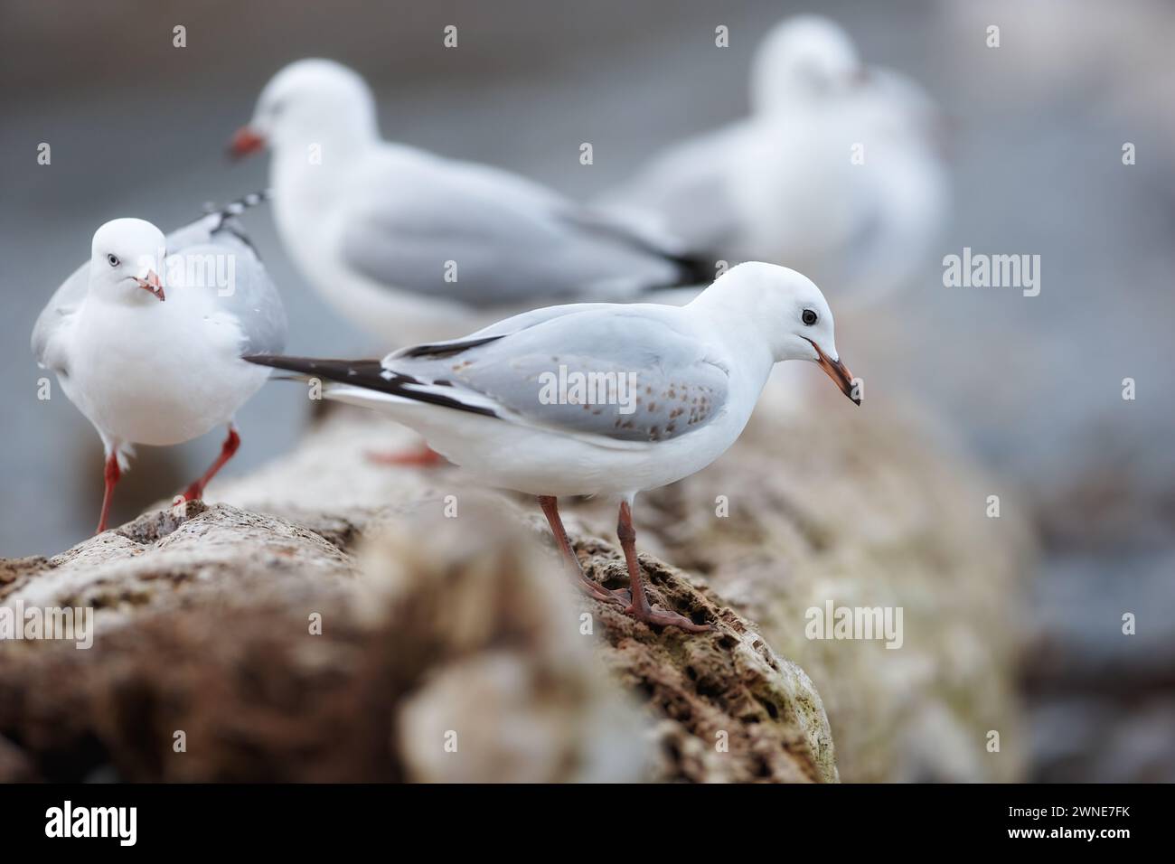 Mouette, environnement extérieur et nature sur la branche se regroupent dans l'écosystème de la faune ou du troupeau, côtier ou arbre. Oiseaux, plumes et dehors dans le Sud Banque D'Images
