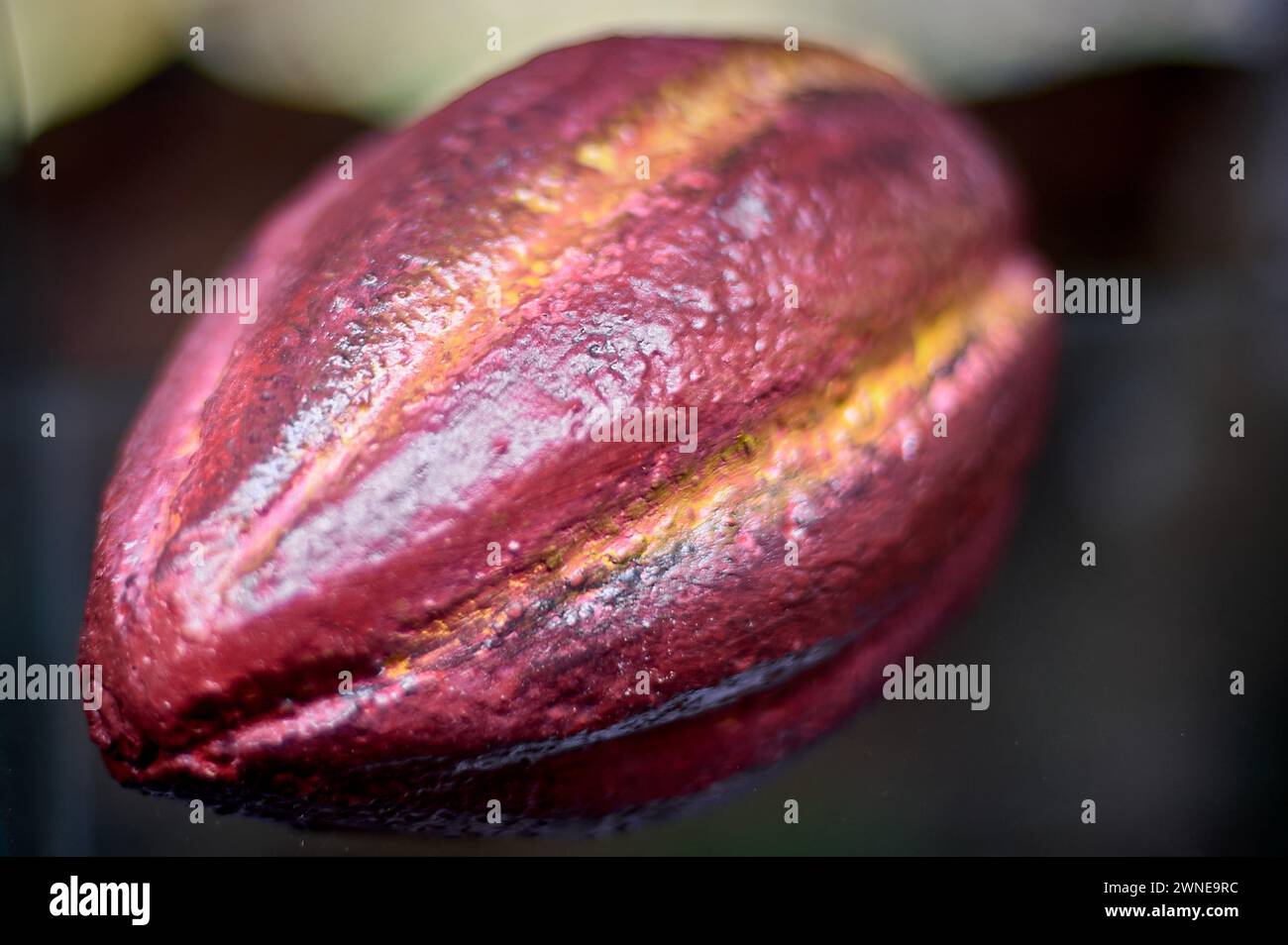 Gousse de cacao mûre en gros plan, montrant sa texture et sa couleur vibrante, idéale pour le contenu lié à la production de chocolat. Banque D'Images