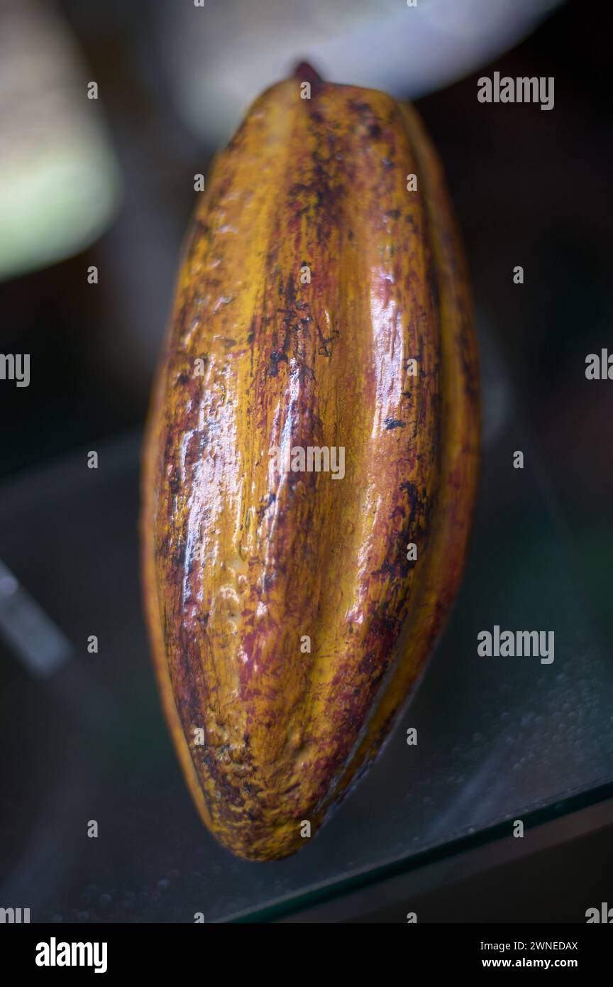 Un fruit de cacao mûr et coloré en gros plan, mettant en valeur sa texture et ses couleurs naturelles. Banque D'Images