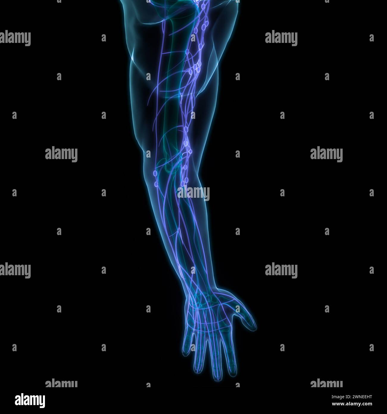 Anatomie des ganglions lymphatiques du système interne humain Banque D'Images