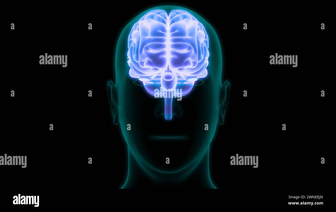Organe central du système nerveux humain anatomie du cerveau Banque D'Images
