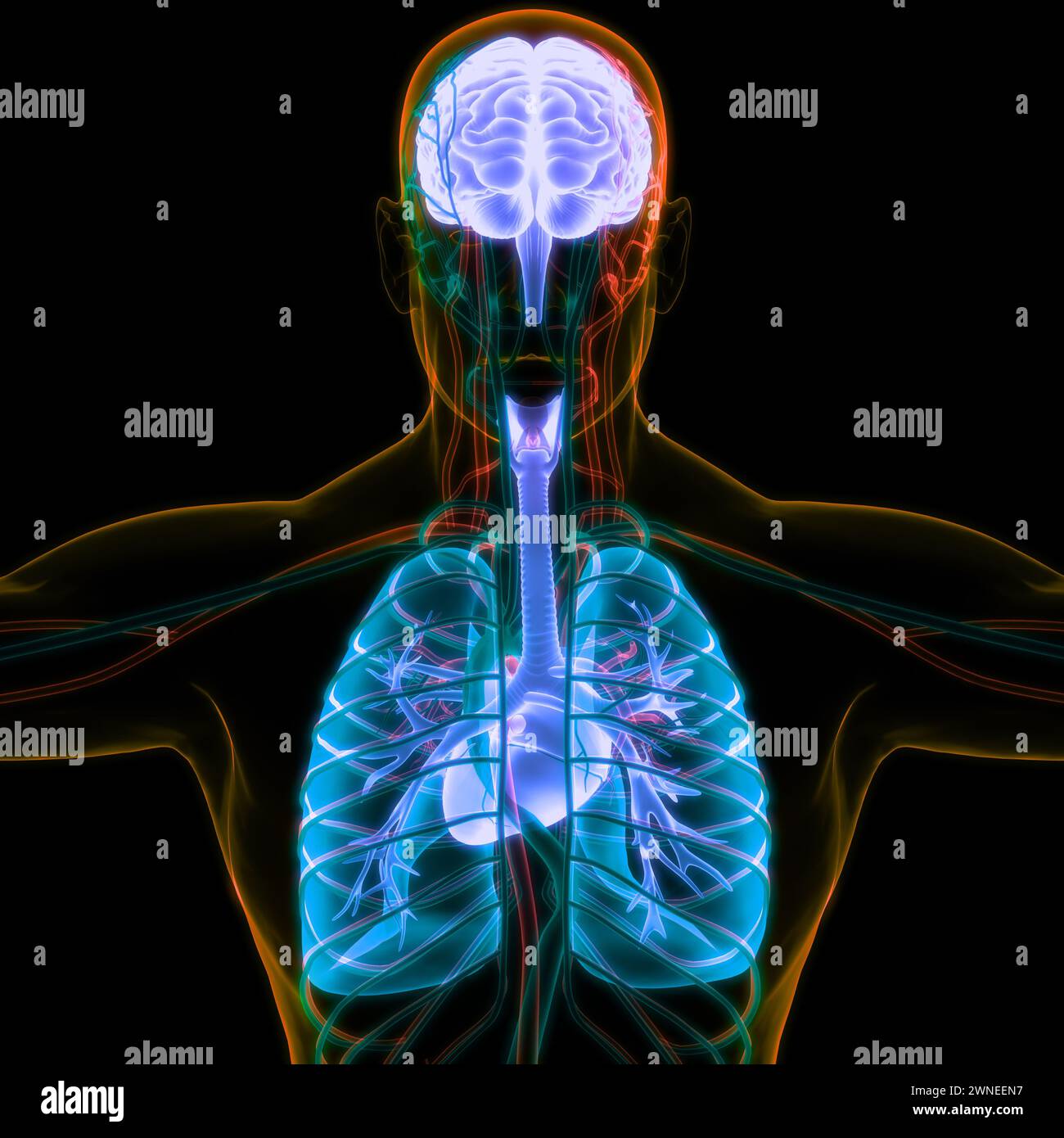 Les droits de l'anatomie des organes internes Banque D'Images