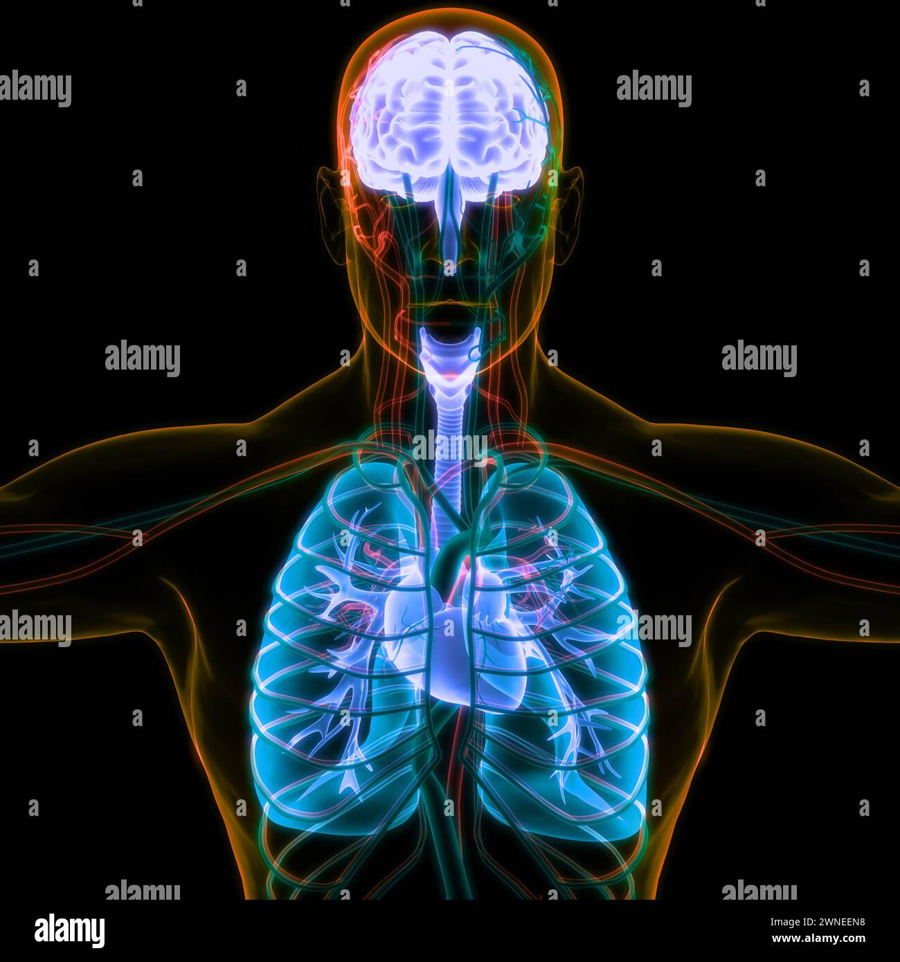 Les droits de l'anatomie des organes internes Banque D'Images