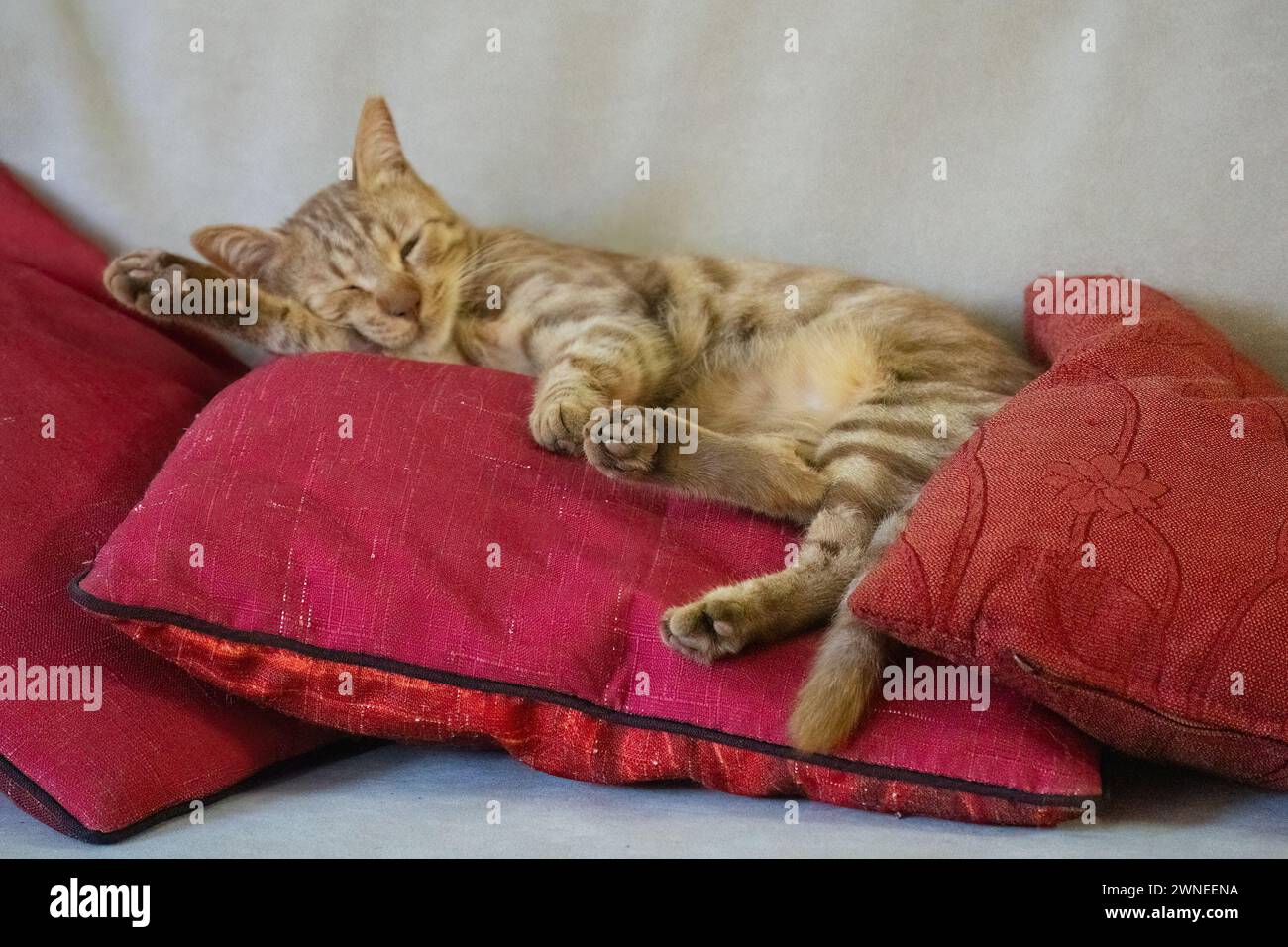 Un chat tabby au gingembre, dormant sur des oreillers rouges sur un canapé de couleur crème. Banque D'Images