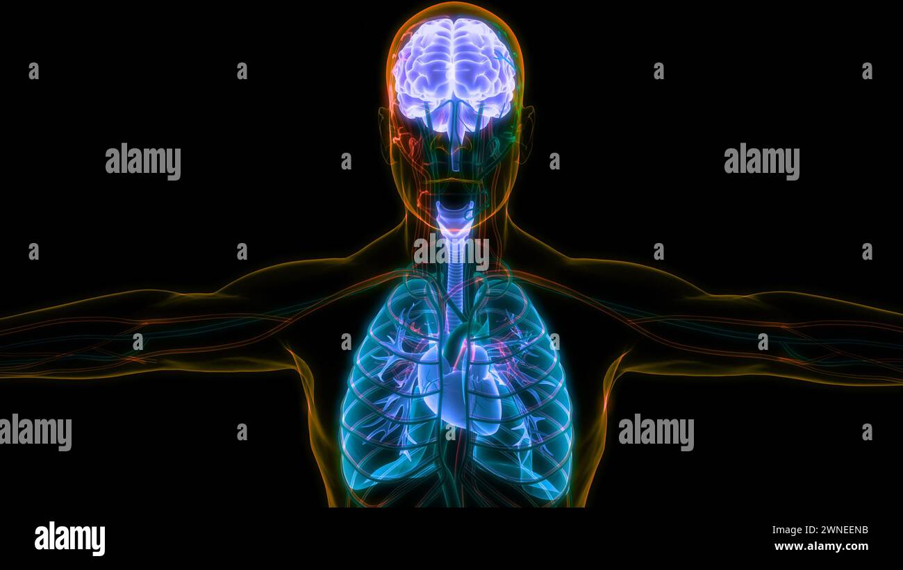 Les droits de l'anatomie des organes internes Banque D'Images