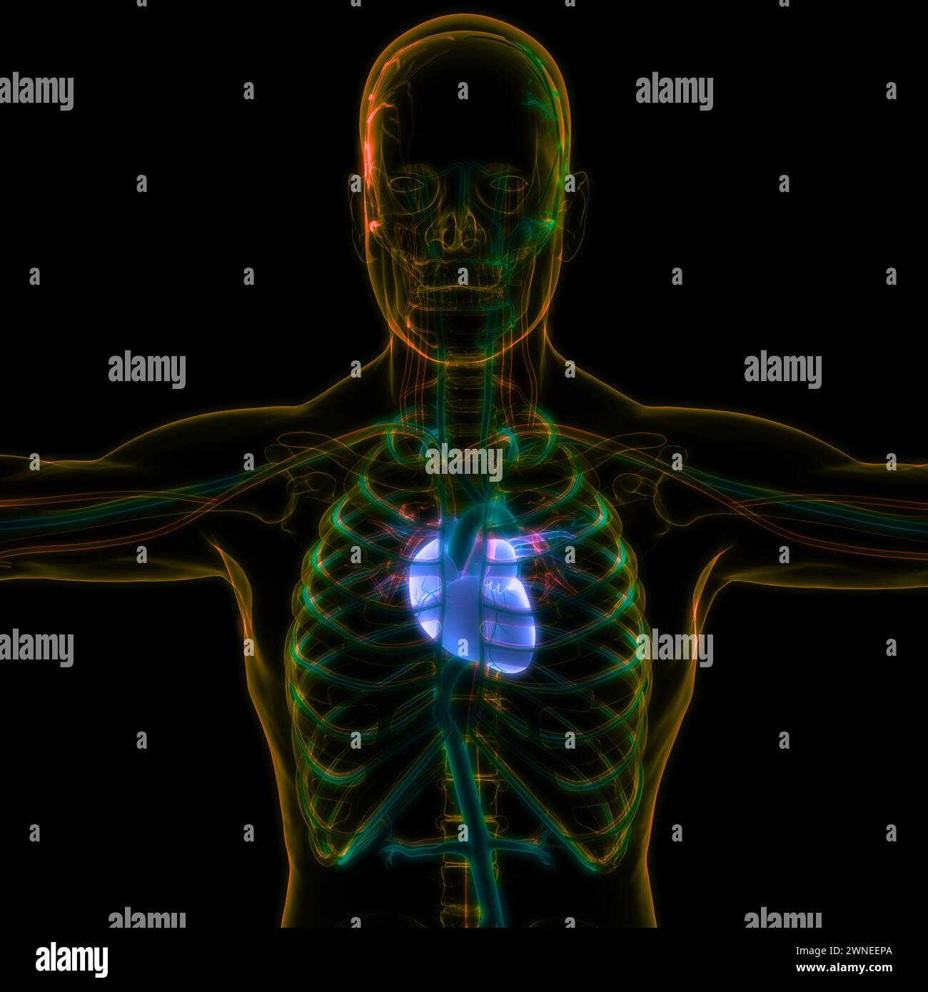 Système circulatoire de l'anatomie cardiaque Banque D'Images