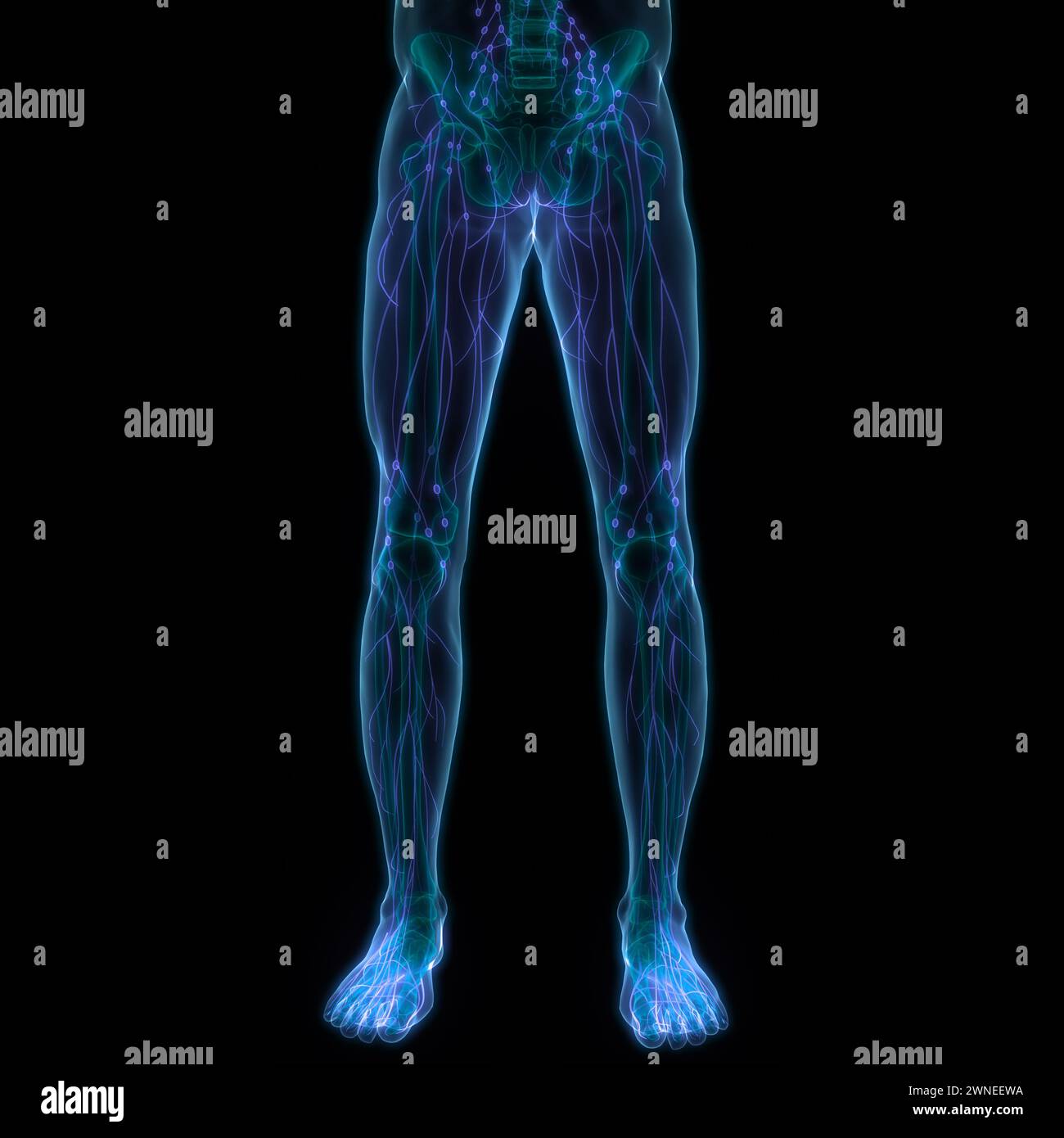 Anatomie des ganglions lymphatiques du système interne humain Banque D'Images