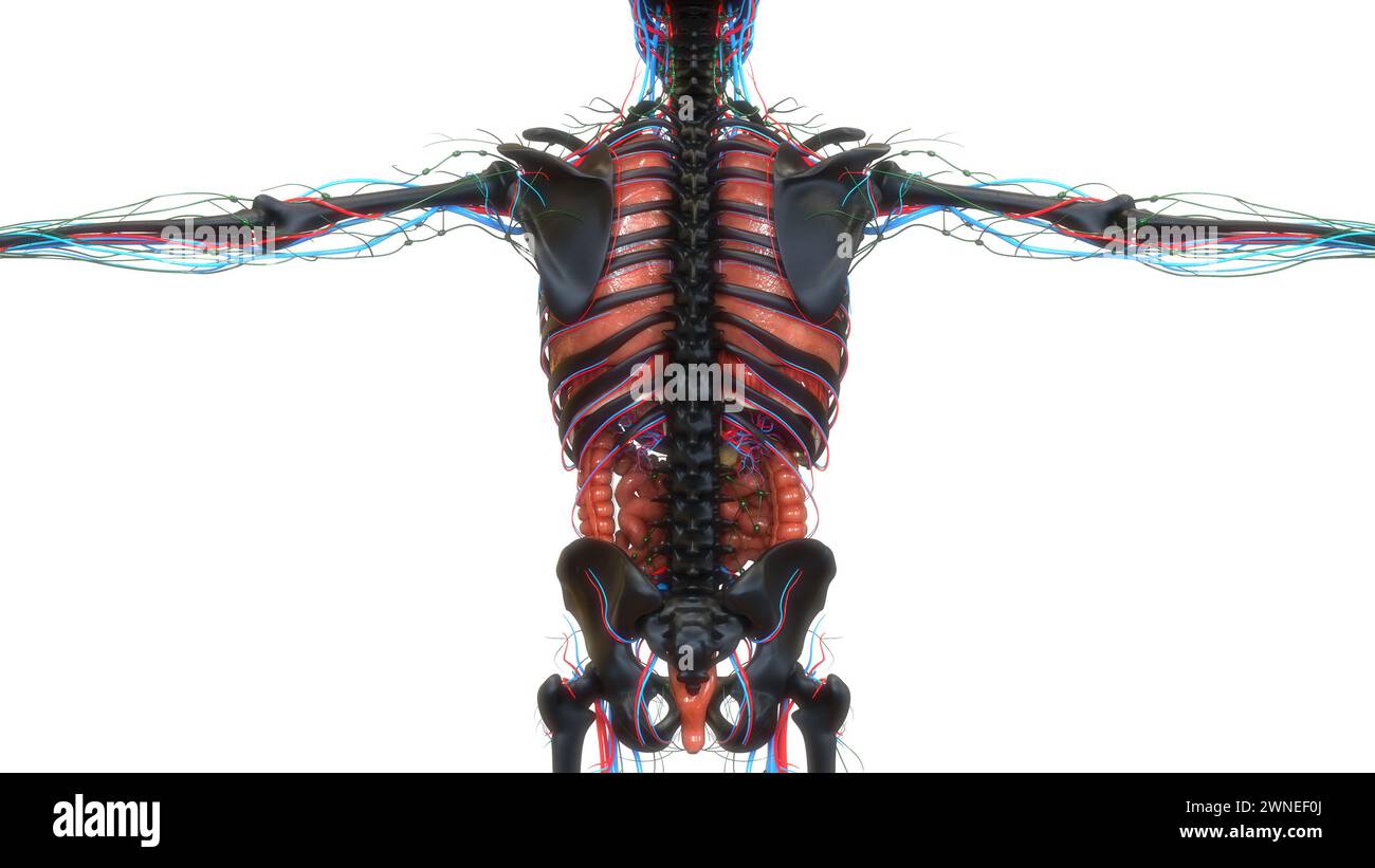 Les droits de l'anatomie des organes internes Banque D'Images