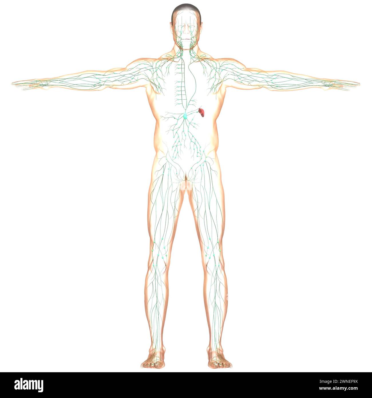 Anatomie des ganglions lymphatiques du système interne humain Banque D'Images