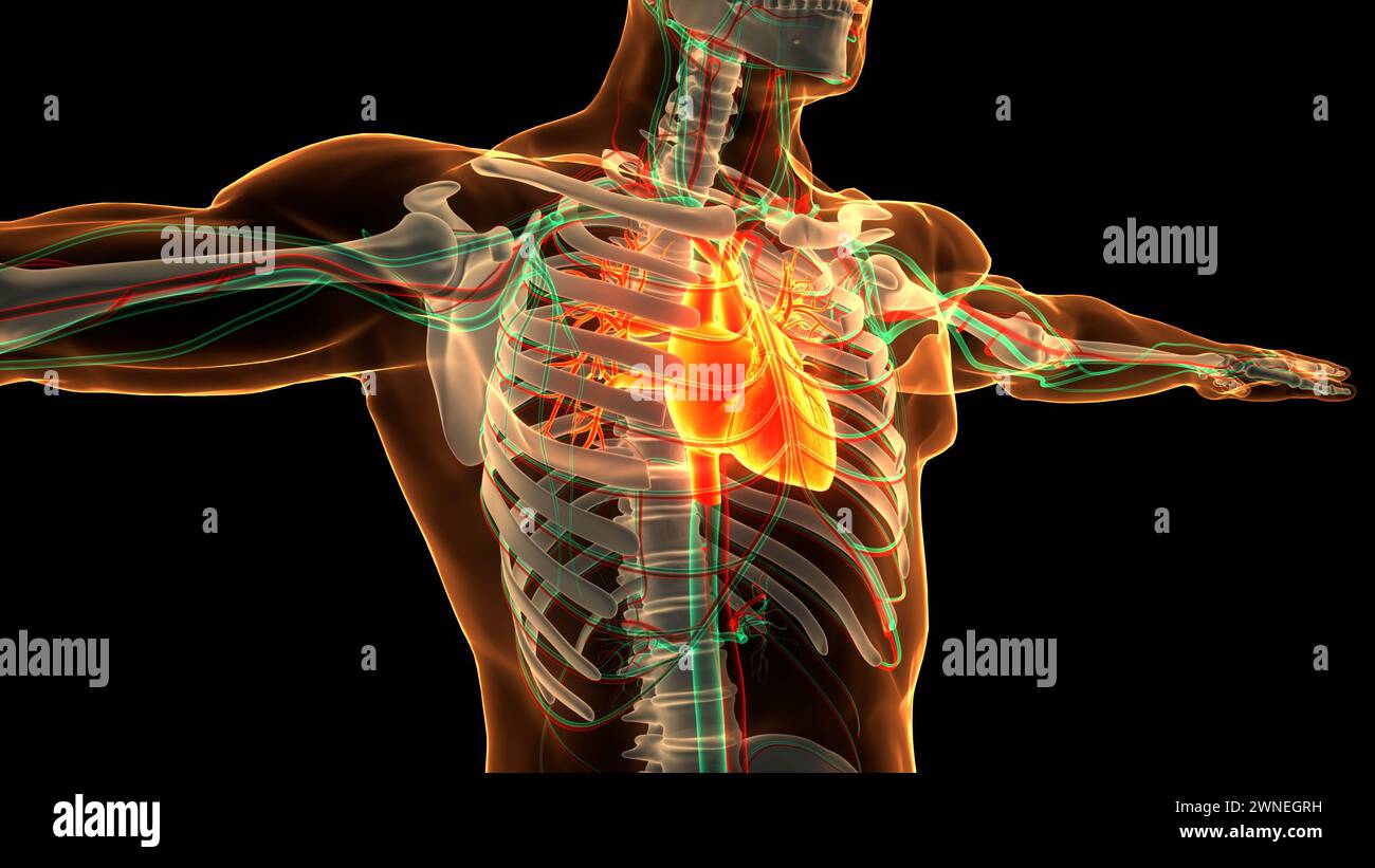 Système circulatoire de l'anatomie cardiaque Banque D'Images