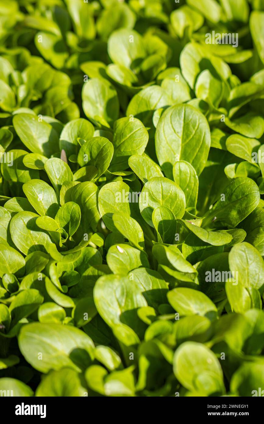 Salade de maïs vert frais (Valerianella locusta) dans une parcelle de légumes sous la lumière du soleil, pleine grandeur, Neunkirchen, basse-Autriche, Autriche Banque D'Images
