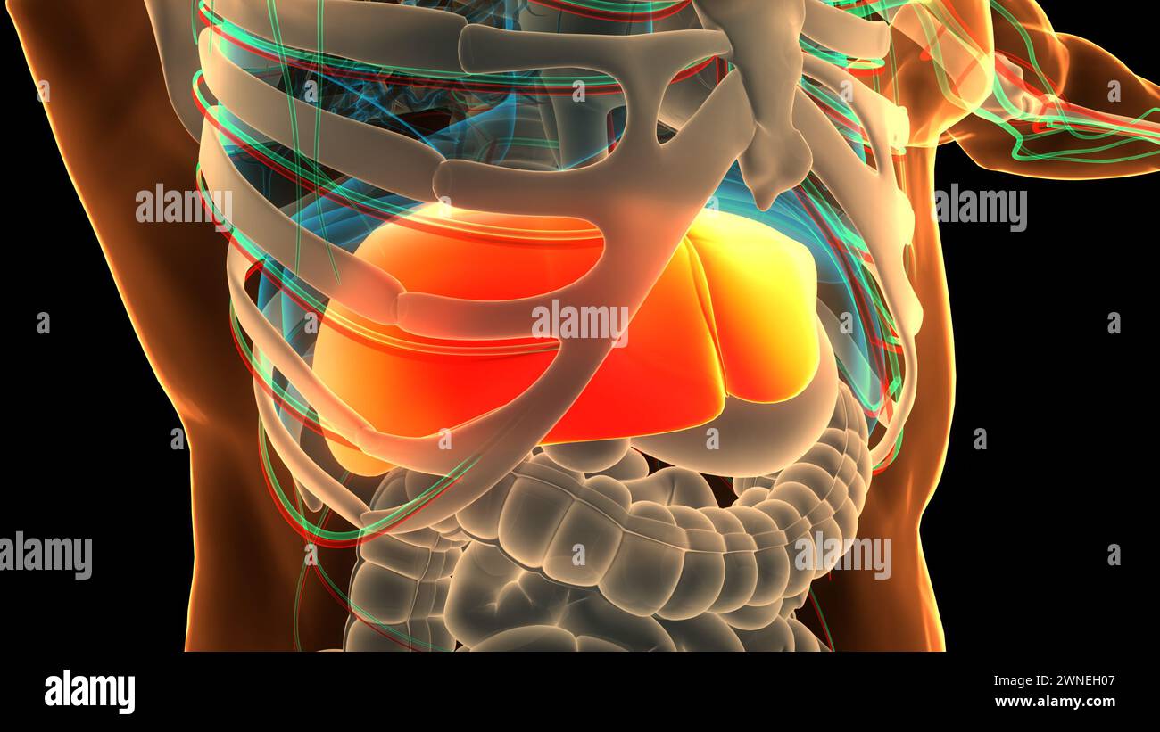 L'Organe digestif interne Anatomie du foie Banque D'Images