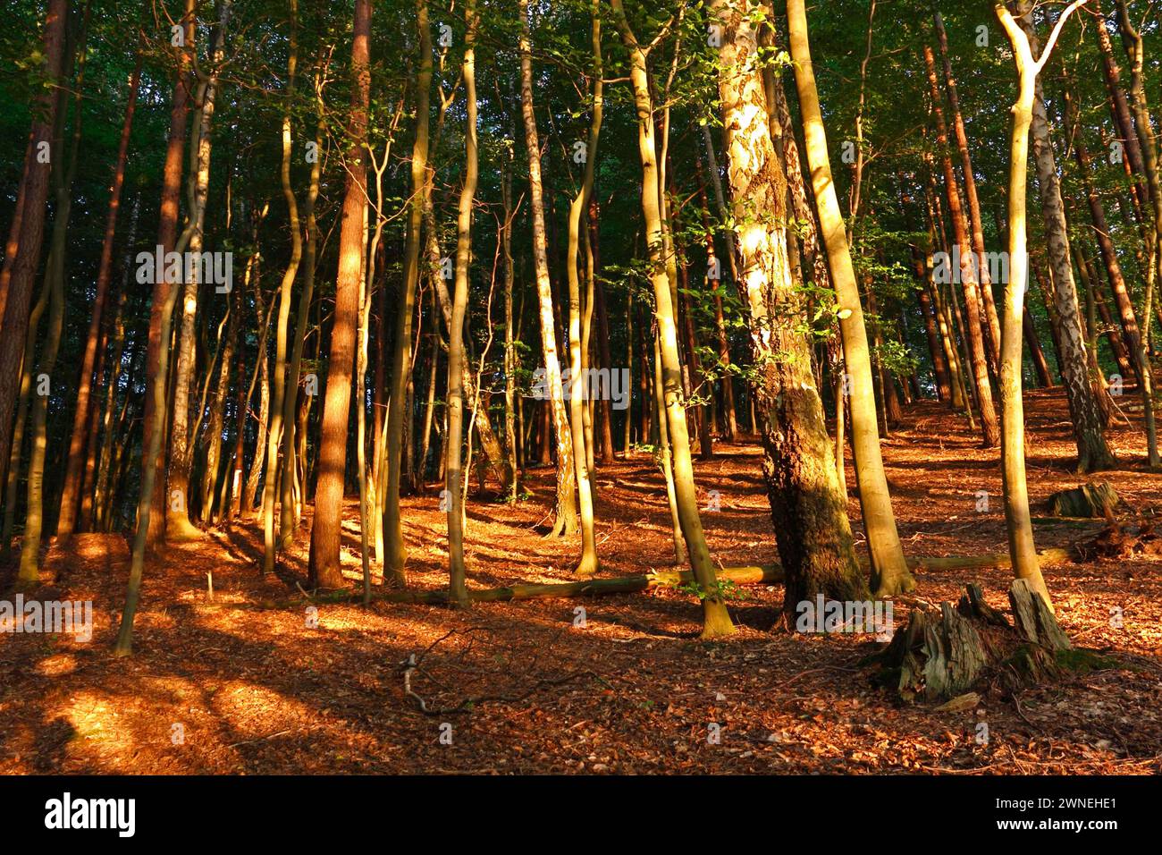 Forêt de feuillus sur une moraine terminale glaciaire à la lumière du soir, parc national de Mueritz, Mecklembourg-Poméranie occidentale, Allemagne Banque D'Images