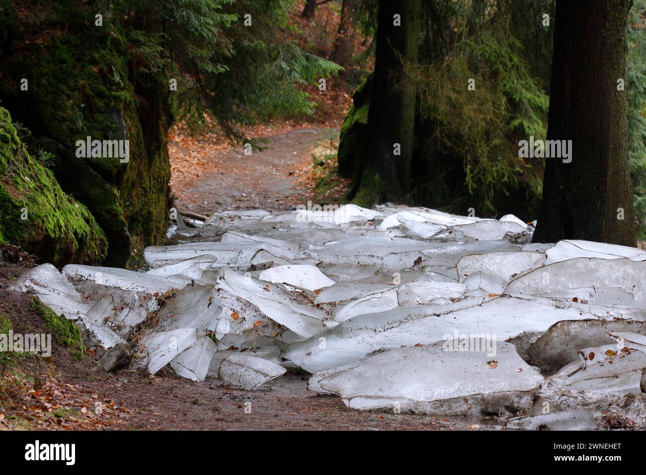 Glace sur un sentier de randonnée en Suisse saxonne, Suisse saxonne, montagnes de grès de l'Elbe, Saxe, Allemagne Banque D'Images