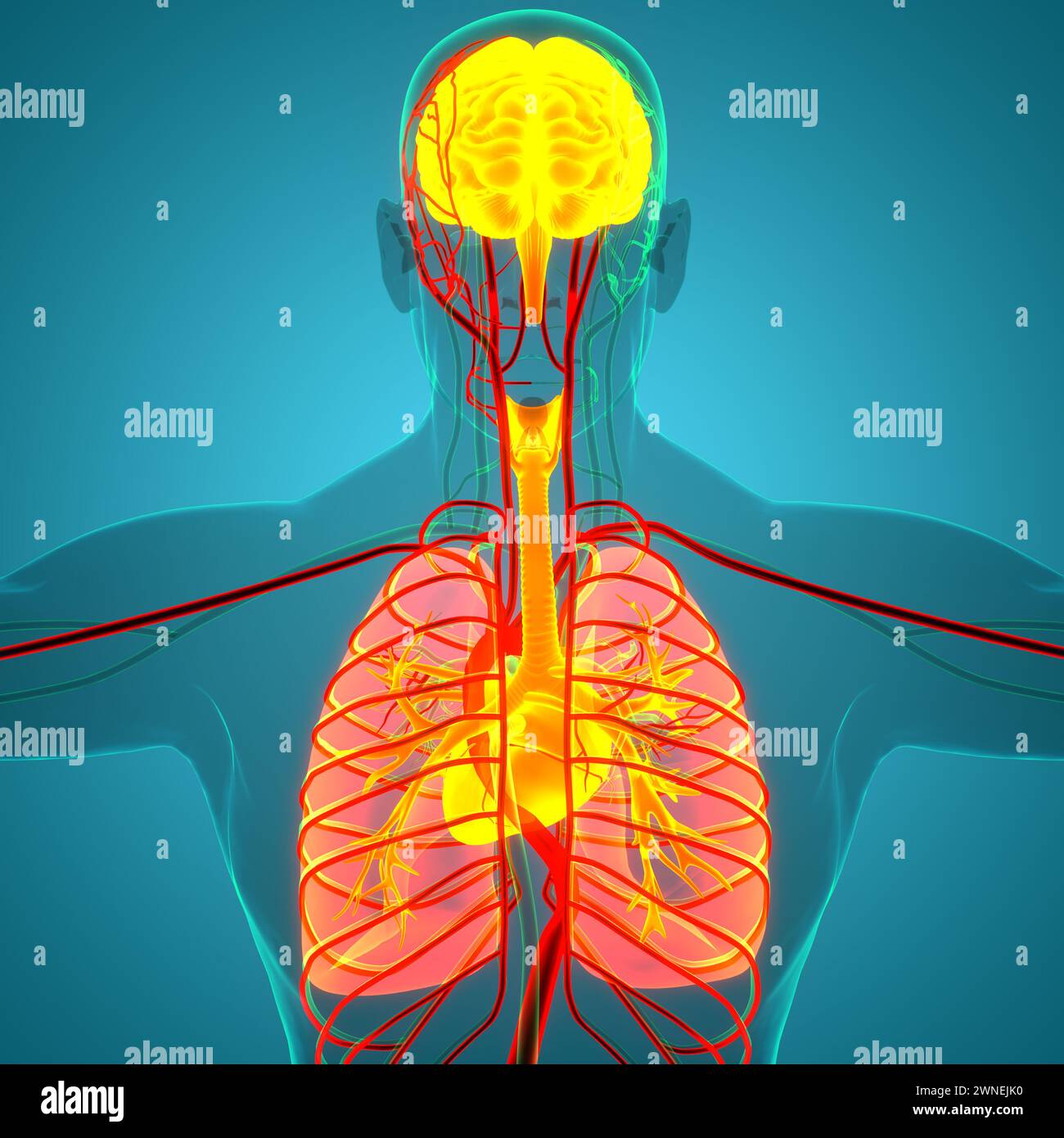 Les droits de l'anatomie des organes internes Banque D'Images