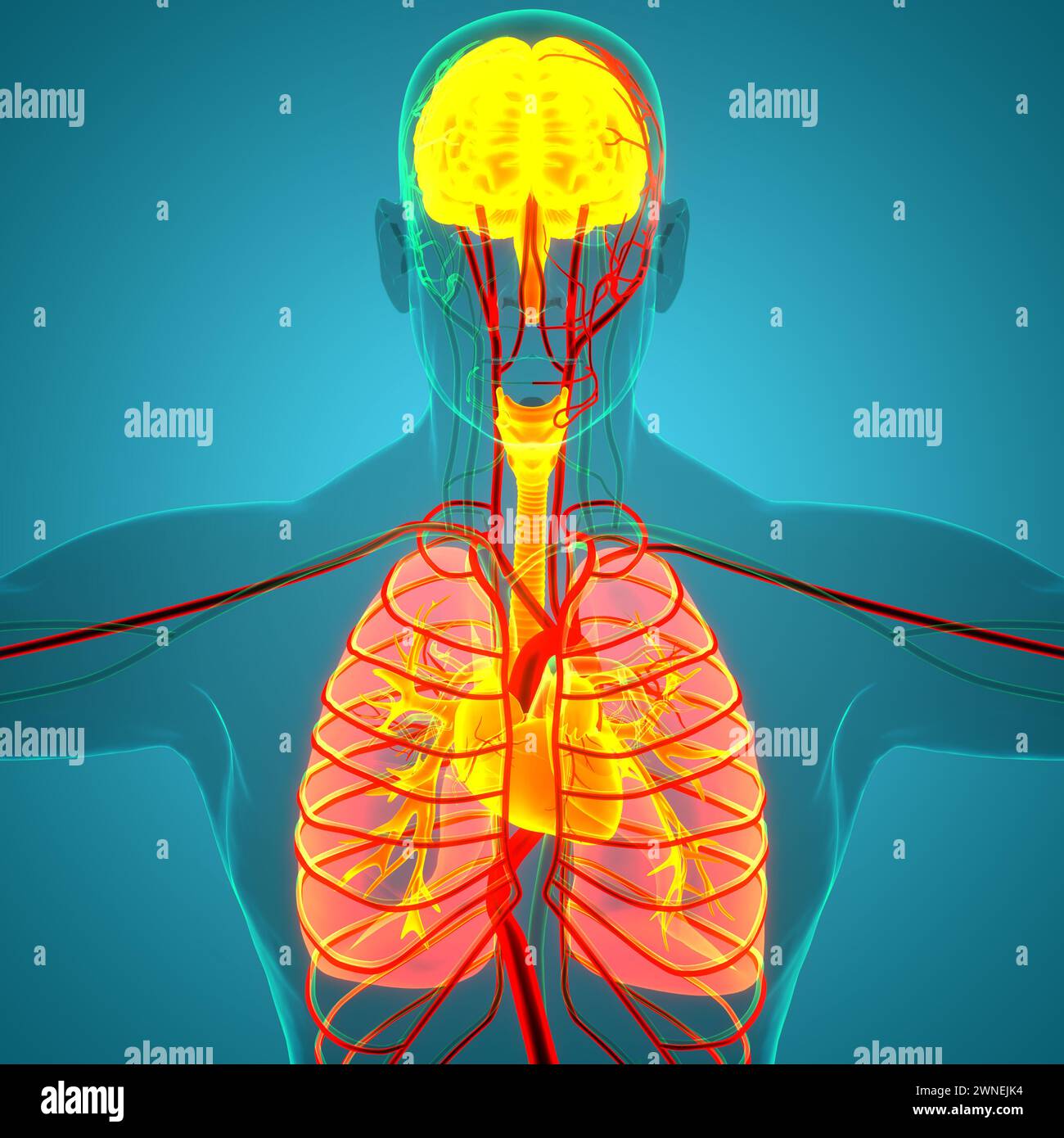 Les droits de l'anatomie des organes internes Banque D'Images