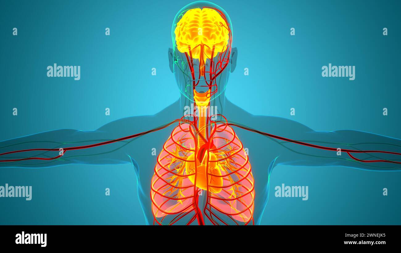 Les droits de l'anatomie des organes internes Banque D'Images