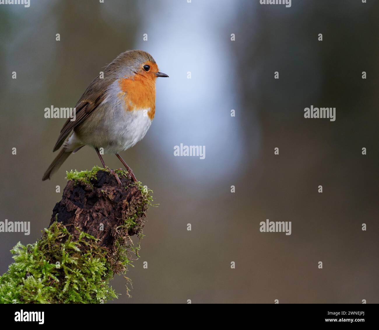 Robin perché sur la branche moussue Erithacus rubecula UK Surrey Banque D'Images