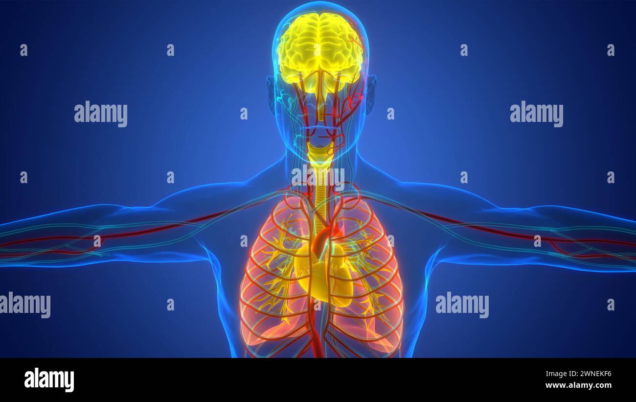 Les droits de l'anatomie des organes internes Banque D'Images